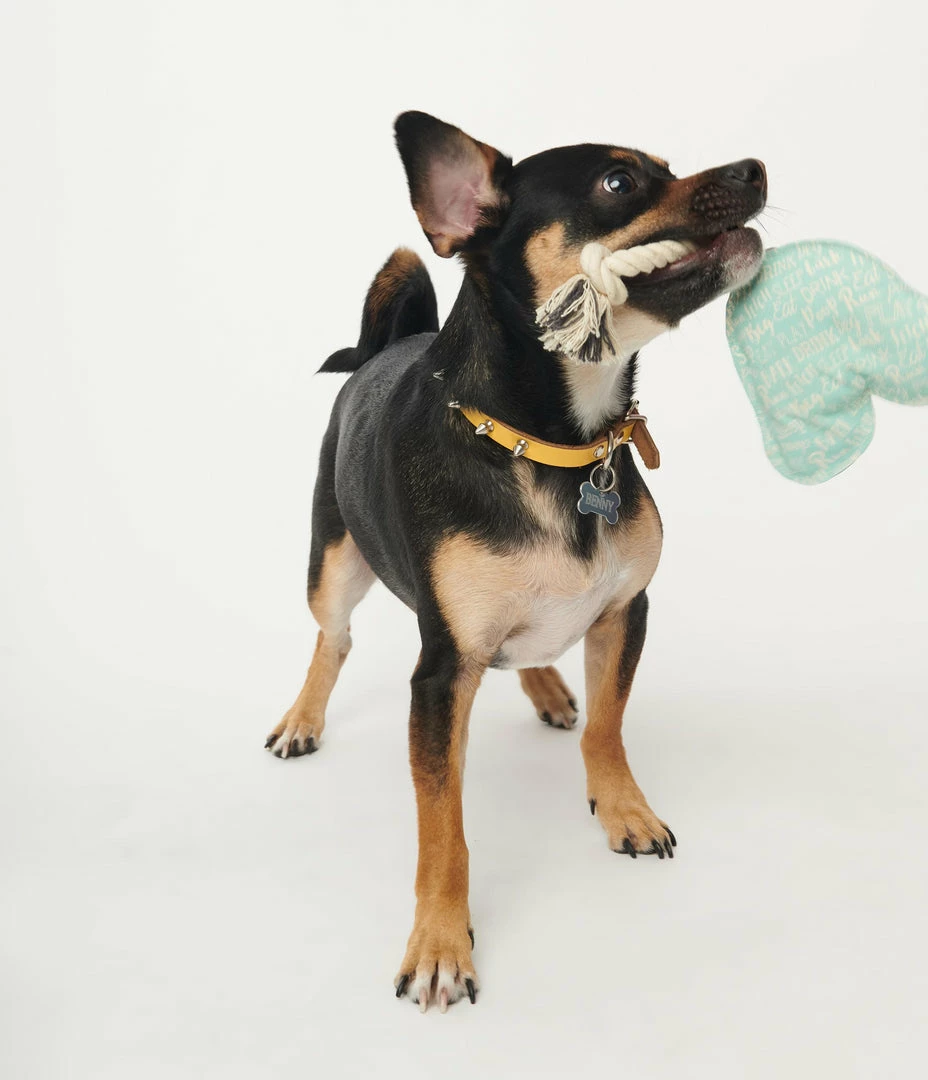 Finelines (ORE) Rainbow Rope Dog Toy