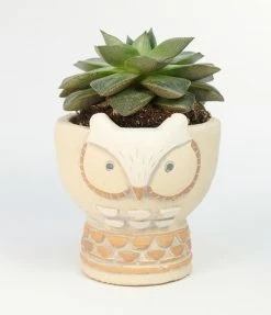 Finelines (Time Concept) Owl Animal Cement Pot Accessories