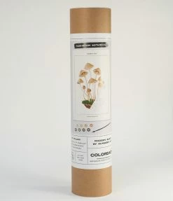 Finelines (COLOREADY) Accessories Mushroom Botanical Paint By Numbers Kit