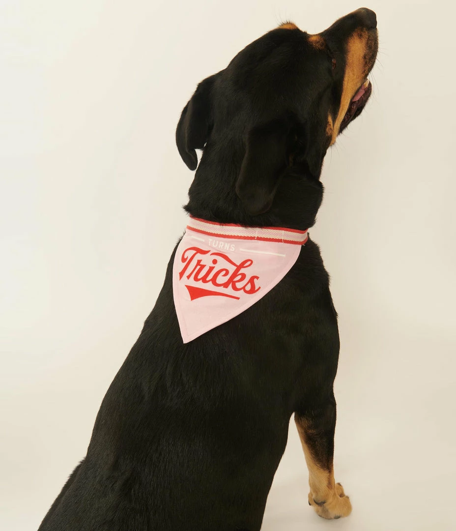 Chronicle Books Turns Tricks Dog Bandana Accessories